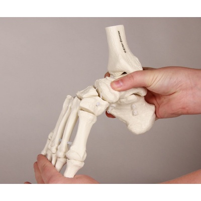 Flexible Model Foot Skeleton with Lower Leg Insertion